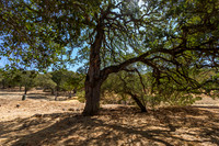 743 Bridle Ridge_11