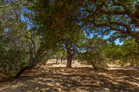 743 Bridle Ridge_09