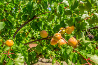 2958 Calaveras Dr_16