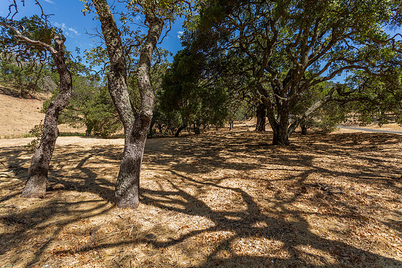 743 Bridle Ridge_06