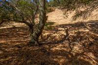 743 Bridle Ridge_10